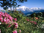Mont Blanc View From Cordon Village Haute Savoie France